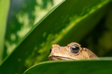 Asian black-spined, black-spectacled, common Sunda and Javanese toad (Chordata, Amphibia, Anura, Bufonidae, Duttaphrynus melanostictus) resting and hiding on the leaf, reveal the head part at night
