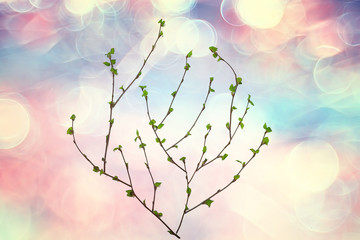 small branches with buds leaves / spring background, concept freshness botany youth