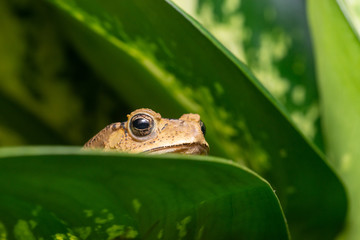 Asian black-spined, black-spectacled, common Sunda and Javanese toad (Chordata, Amphibia, Anura, Bufonidae, Duttaphrynus melanostictus) resting and hiding on the leaf, reveal the head part at night