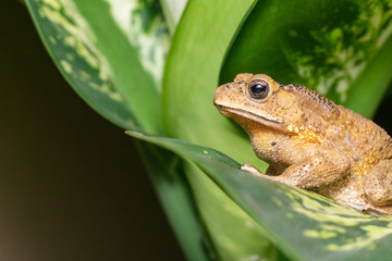 Asian black-spined, black-spectacled, common Sunda and Javanese toad (Chordata, Amphibia, Anura,...