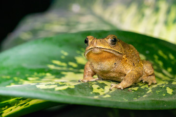 Front view of angry Asian black-spined, black-spectacled, common Sunda and Javanese toad (Chordata, Amphibia, Anura, Bufonidae, Duttaphrynus melanostictus) reveal the lower part and under mouth