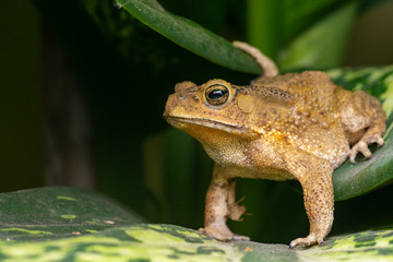 Asian common, Asian black-spined, black-spectacled, common Sunda and Javanese toad (Chordata, Amphibia, Anura, Bufonidae, Duttaphrynus melanostictus) resting on the leaf while facing the left side
