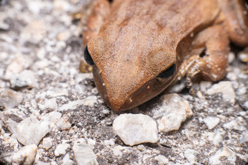 Aerial view of Asian black-spined, black-spectacled, common Sunda and Javanese toad (Chordata, Amphibia, Anura, Bufonidae, Duttaphrynus melanostictus) contrast, stay still on the road full with pebble