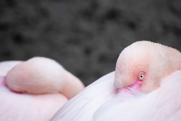 Fototapeta premium two flamingo birds sleeping close to each other