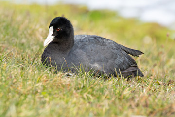 Eurasian coot (Fulica atra) feeding on grass