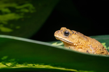 Asian common, Asian black-spined, black-spectacled, common Sunda and Javanese toad (Chordata, Amphibia, Anura, Bufonidae, Duttaphrynus melanostictus) resting on the leaf while facing the left side