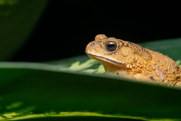Asian common, Asian black-spined, black-spectacled, common Sunda and Javanese toad (Chordata, Amphibia, Anura, Bufonidae, Duttaphrynus melanostictus) resting on the leaf while facing the left side