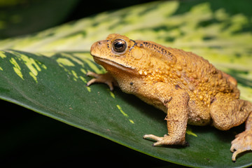 Asian common, Asian black-spined, black-spectacled, common Sunda and Javanese toad (Chordata, Amphibia, Anura, Bufonidae, Duttaphrynus melanostictus) resting on the leaf while facing the left side