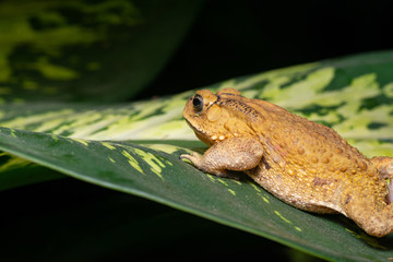 Asian black-spined, black-spectacled, common Sunda and Javanese toad (Chordata, Amphibia, Anura, Bufonidae, Duttaphrynus melanostictus) resting and hiding on the leaf, reveal the head part at night