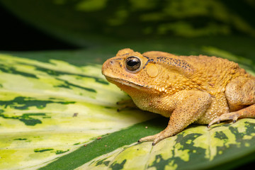 Asian common, Asian black-spined, black-spectacled, common Sunda and Javanese toad (Chordata, Amphibia, Anura, Bufonidae, Duttaphrynus melanostictus) resting on the leaf while facing the left side
