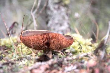 mushroom photographed from the ground