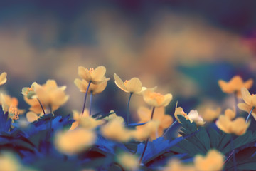 buttercups flowers background / abstract background seasonal, spring, summer, nature flower, yellow...