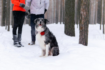 Naklejka na ściany i meble border collie dog in the winter forest on a blurred background of its owners
