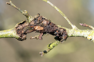 Close up of canker on an apple tree