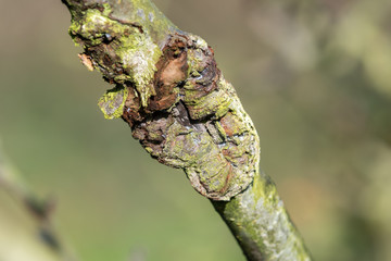Close up of canker on an apple tree