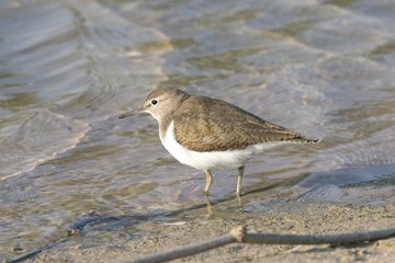 Plover Dubai UAE