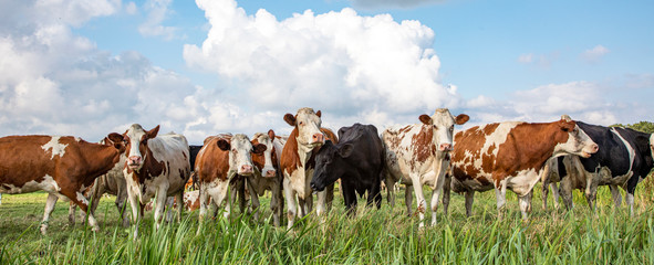 Group of cows playing standing upright on the edge of a green meadow, a panoramic wide view