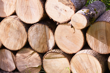 Wooden natural sawn logs stacked outdoors. Pile of wood logs storage for industry