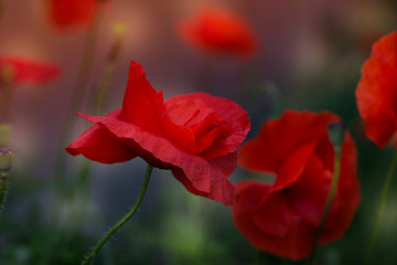 Red poppy flowers field, close up.