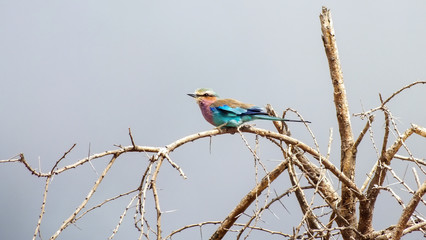 Bunter Vogel Kenia Tsavo East