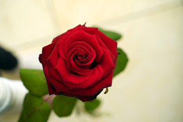 red rose in hand on white background