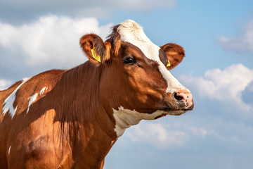 Head of a cow with dreamy eyes and pink snout, pale blue cloudy sky.