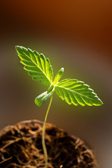 Green cannabis plants.Young marijuana plant in flower pot