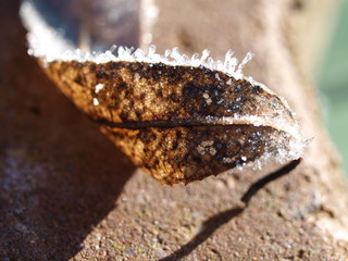 Herbstblätter im Frost Photobackground Wallpaper