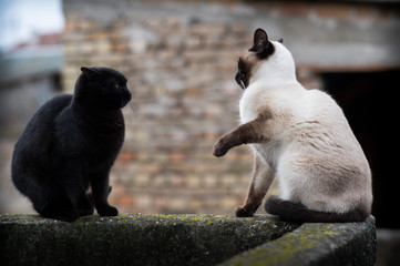 Siamese and black cat in a conflict