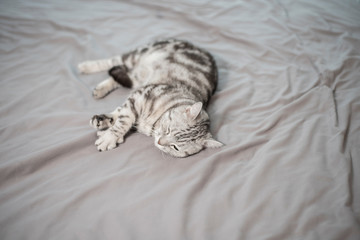 White Marble Cute Scottish fold cat.