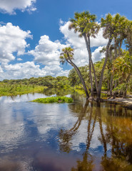 Palm trees overhanging Myakka River with blue sky and big white clouds  in Myakka River State Park, Sarasota, Florida