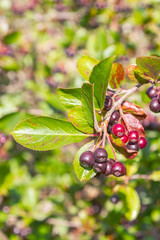 Chokeberry grows on a Bush in late summer