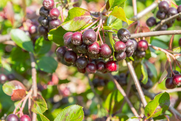 Chokeberry grows on a Bush in late summer