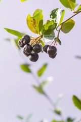 Chokeberry grows on a Bush in late summer