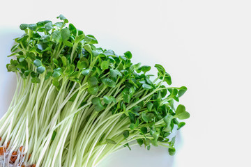 カイワレダイコン