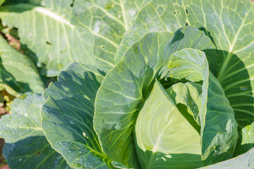 Fototapeta na wymiar White cabbage grows on beds in the garden in the summer