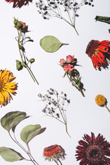 Dry flowers pattern isolated on white background. Flat lay, top view.