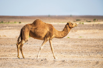 Arabian camel walking in desert