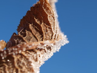 Herbstblatt im Frost Eiskristalle Photobackground