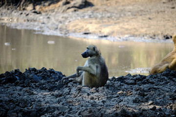 Baboon in Mana Pools National Park, Zimbabwe