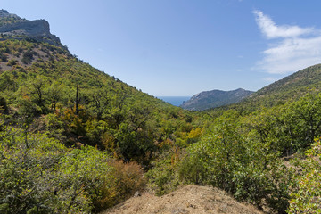 Fototapeta na wymiar Forest on the slopes of the Crimean mountains.