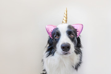 Funny Kawaii portrait puppy dog border collie with unicorn horn isolated on white background. Dog with corn, cute dogcorn. My happy unicorn life. Pet care and animal concept