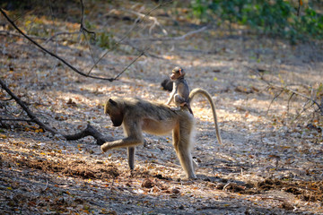 Baboon in Mana Pools National Park, Zimbabwe