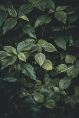 Folk Green Leaf Tropical Foliage Plant Nature Leaves on dark background