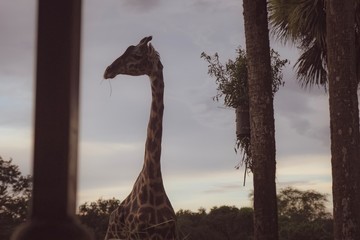 Giraffe at dusk