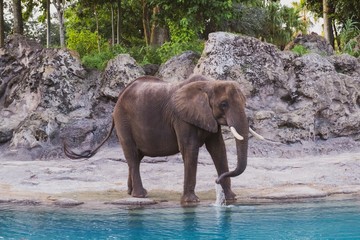 Elephant at side of water 