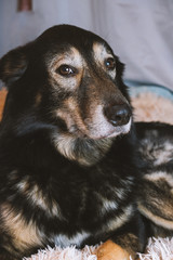 Portrait of a smiling funny cute playful serious arrogant black and white dog shepherd dog lying on a white blanket