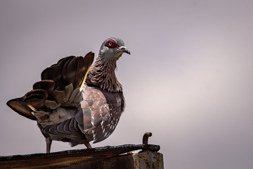 Speckled Pigeon (Culumba Guinea)