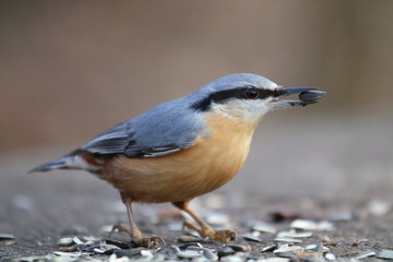 birb,vögel,kleiber,winterfütterung