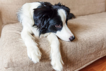 Funny portrait of cute smilling puppy dog border collie on couch. New lovely member of family little dog at home gazing and waiting. Pet care and animals concept.